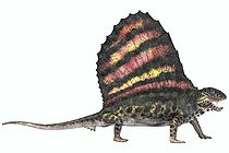 Biosphoto | 2472601 | Dimetrodon was a carnivorous mammal-like reptile which lived during the Permian period of North America and Europe. | &copy; Corey Ford / Stocktrek Images / Biosphoto