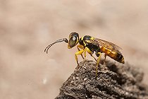 Biosphoto | 2166658 | Dinétus peint (Dinetus pictus) mâle à l'affût, Parc naturel régional des Vosges du Nord, France | &copy; Michel Rauch / Biosphoto