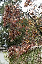 Biosphoto | 447193 | DIOSPYROS KAKI | &copy; DIGIT images / Biosphoto