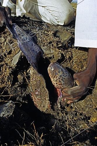 Biosphoto | 1357529 | Dipneuste africain extrait de sa gangue de boue et mucus | &copy; Daniel Heuclin / Biosphoto