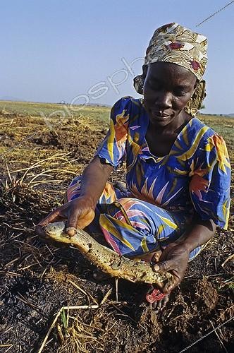 Biosphoto | 1357530 | Dipneuste africain extrait de sa gangue de boue et mucus | &copy; Daniel Heuclin / Biosphoto