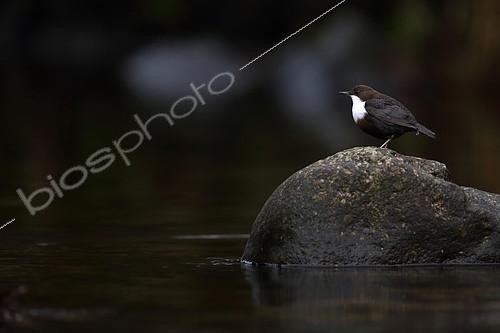 Biosphoto | 2086697 | Dipper (Cinclus cinclus) on rock, Vosges, France | &copy; Cédric Join / Biosphoto
