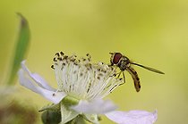 Biosphoto | 1252533 | Diptera on a flower France  | &copy; Thierry Van Baelinghem / Biosphoto