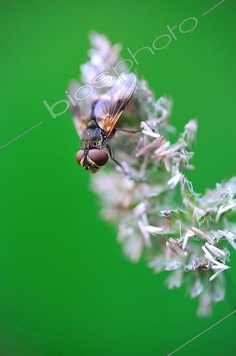Biosphoto | 1994272 | Diptera on inflorescence purple - France | &copy; Robin Fourré / Biosphoto