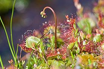 Biosphoto | 2393634 | Diptère englué dans le feuillage de Rossolis a feuilles rondes (Drosera rotundifolia), massif des Vosges, France | &copy; Bruno Mathieu / Biosphoto