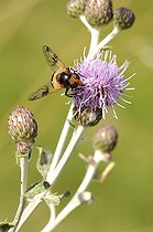 Biosphoto | 1253993 | Diptère sur fleur de Cirse France | &copy; Thierry Van Baelinghem / Biosphoto