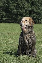 Biosphoto | 1448115 | Dirty, muddy Golden Retriever sitting on a field | &copy; Caroline Brinkmann / imageBROKER / Biosphoto