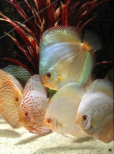 Biosphoto | 2458958 | Discus (Symphysodon aequifasciatus), groupe en aquarium. Formes d'élevage | &copy; Aqua Press / Biosphoto