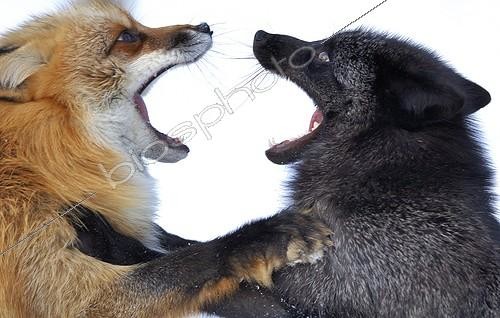 Biosphoto | 138095 | Dispute between two Red foxes Zoo of Ranua Finland  | &copy; Pierre Vernay / Biosphoto