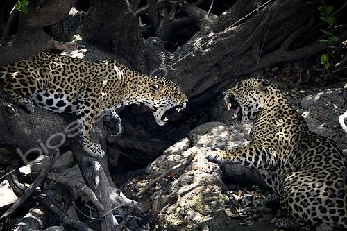 Biosphoto | 2602996 | Dispute entre une femelle et un mâle jaguar (Panthera onca) en période d'accouplement au Pantanal, Brésil | &copy; Clément Fontaine / Biosphoto