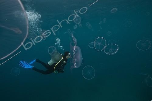 Biosphoto | 1934293 | Diver and stinging Moon Jellyfish-Aquarius Reef Base Florida ; Lars Abromeit/GEO within stinging Moon Jellyfish | &copy; Christoph Gerigk / Biosphoto