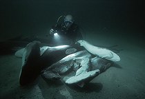 Biosphoto | 1251354 | Diver examines sharks finned and thrown overboard to drown | &copy; Jeffrey Rotman / Biosphoto