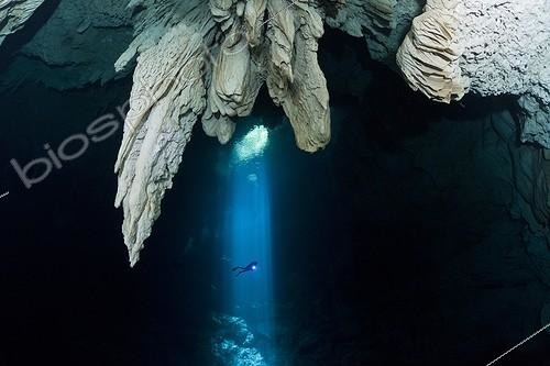 Biosphoto | 2031432 | Diver into the light shining down through a cenote opening | &copy; Brandon Cole / Biosphoto