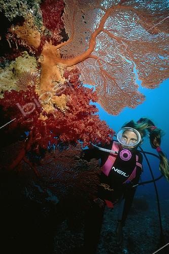 Biosphoto | 93004 | Diver observing a Gorgon Australia | &copy; Yves Lefèvre / Biosphoto
