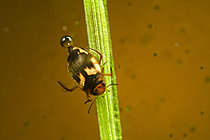 Biosphoto | 2621907 | Diving beetle (Hydroporus sp) on an aquatic plant in a pond, municipality of Couffy, Loir-et-Cher, France. | &copy; Bruno Guénard / Biosphoto
