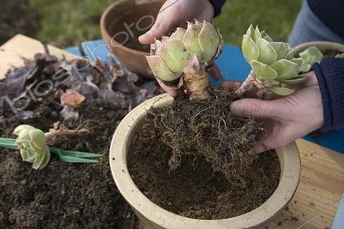 Biosphoto | 608785 | Division of a Echeveria in the garden | &copy; NouN / Biosphoto