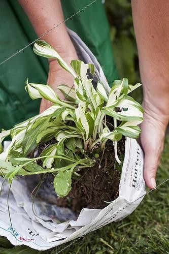 Biosphoto | 2047057 | Division of hosta in newspaper | &copy; Jean-Michel Groult / Biosphoto