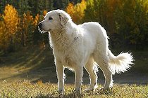 Biosphoto | 1451281 | Dog (golden retriever) in back light | &copy; Joerg Reuther / imageBROKER / Biosphoto