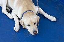 Biosphoto | 1522458 | Dog lying on blue surface and looking up, Golden Retriever, Labrador | &copy; Konrad Wothe / imageBROKER / Biosphoto