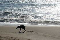Biosphoto | 1492638 | Dog on the beach at Tangalle, Sri Lanka, Asia | &copy; Thomas Frey / imageBROKER / Biosphoto
