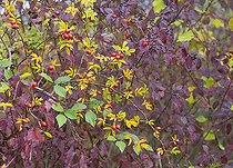 Biosphoto | 2411944 | Dog rose (Rosa canina) and Common Dogwood (Cornus sanguinea) in autumn, Regional Natural Park of Northern Vosges, France | &copy; Michel Rauch / Biosphoto