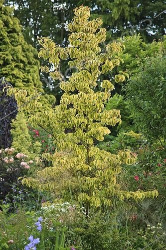 Biosphoto | 1001665 | Dogwood 'Cherokee Sunset' Le Jardin des Lianes ; Le jardin des lianes | &copy; Hervé Lenain / Biosphoto