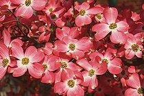 Biosphoto | 2512697 | Dogwood, Flowering Dogwood, Cornus florida, Mass of small pink coloured flowers growing outdoor. | &copy; Flowerphotos / Biosphoto