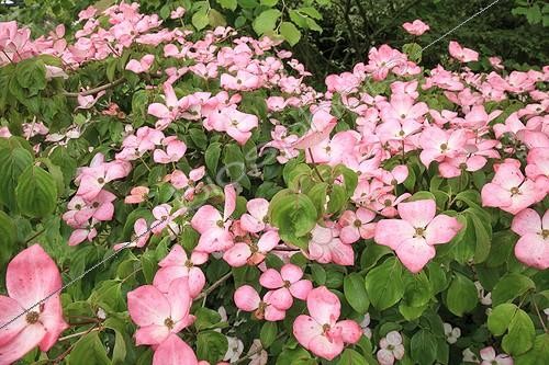 Biosphoto | 1001658 | Dogwood 'Satomi' flower Le Jardin des Lianes ; Le jardin des lianes | &copy; Hervé Lenain / Biosphoto