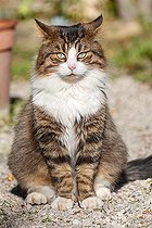 Biosphoto | 2584395 | Domestic cat in a garden, Mandelieu, Alpes-Maritimes, France | &copy; Sylvain Cordier / Biosphoto