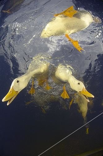 Biosphoto | 1988322 | Domestic ducks on the surface - New Zealand  | &copy; Tobias Bernhard Raff / Biosphoto