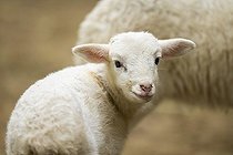 Biosphoto | 2598131 | Domestic sheep (Ovis orientalis aries) lamb, portrait, Bavaria, Germany, Europe | &copy; David & Micha Sheldon / imageBROKER / Biosphoto