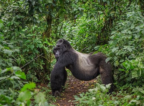 Biosphoto | 2518044 | Dominant male mountain gorilla (Gorilla beringei beringei) in rainforest. Uganda. Bwindi Impenetrable Forest National Park. | &copy; Andrey Gudkov / Biosphoto