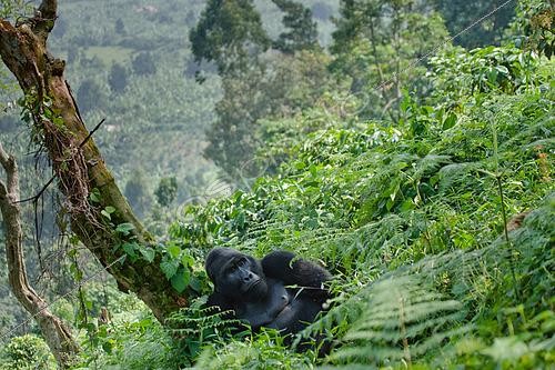 Biosphoto | 2518065 | Dominant male mountain gorilla (Gorilla beringei beringei) in the rainforest. Uganda. Bwindi Impenetrable Forest National Park. | &copy; Andrey Gudkov / Biosphoto