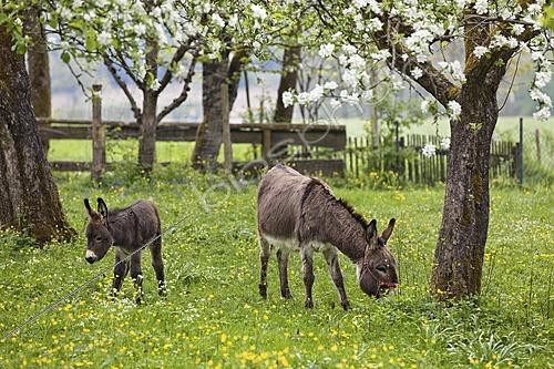 Biosphoto | 2622286 | Donkey (Equus asinus) with foal in orchard, spring, Bavaria, Germany | &copy; Konrad Wothe / imageBROKER / Biosphoto