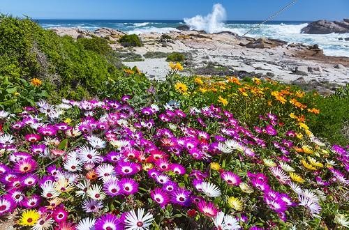 Biosphoto | 1990709 | Dorotheanthus (Dorotheanthus sp) flowers, Lambert's Bay, Western Cape, South Africa | &copy; Juan-Carlos Muñoz / Biosphoto
