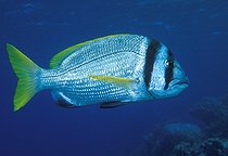 Biosphoto | 980998 | Doublebar Bream, Ras Mohammed, Sinai, Red Sea, Egypt | &copy; Borut Furlan / WaterFrame / Biosphoto