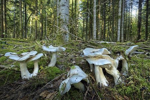 Biosphoto | 2610162 | Dove-coloured tricholoma (Tricholoma columbetta), a good edible mushroom with a silky white cap, found locally in deciduous forests in Bugey, Ain, France. | © Jean-Philippe Delobelle / Biosphoto