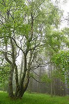 Biosphoto | 2484900 | Downy birch (Betula pubescens) with 4 trunks in spring Vosges du Nord Regional Nature Park, France | &copy; Michel Rauch / Biosphoto