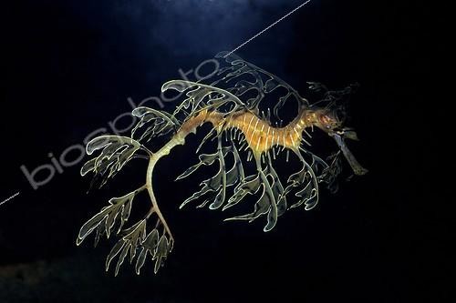 Biosphoto | 1975605 | Dragon de mer feuillu - Australie | &copy; Yvette Tavernier / Biosphoto