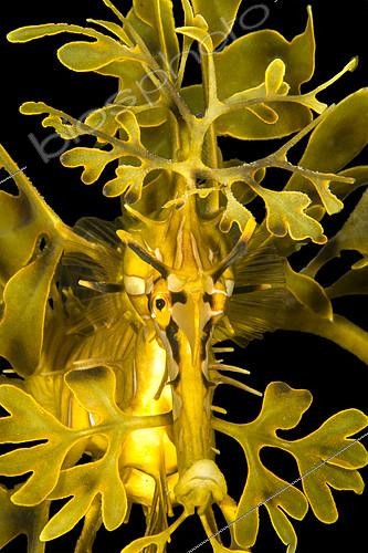 Biosphoto | 2081610 | Dragon de mer feuillu (Phycodurus eques), Kangaroo island, Australia | &copy; Mathieu Foulquié / Biosphoto