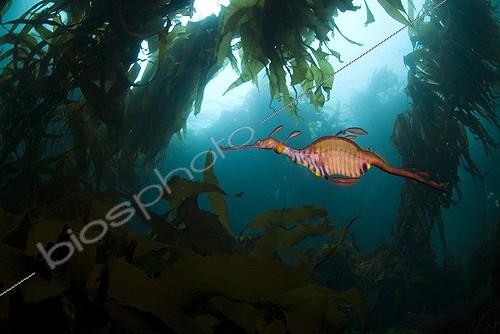 Biosphoto | 748440 | Dragon de mer nageant parmi le kelp Tasmanie | &copy; Gerald Nowak / WaterFrame / Biosphoto