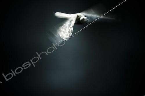 Biosphoto | 1962651 | Dragonfly in flight chiaroscuro - France  | &copy; Benoît Personnaz / Biosphoto