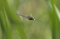 Biosphoto | 1240201 | Dragonfly in flight Jura France | &copy; Michel Loup / Biosphoto