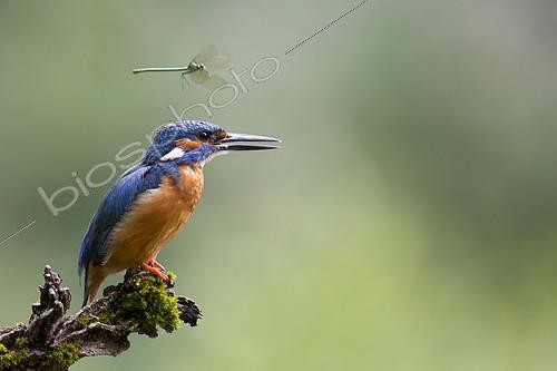 Biosphoto | 2100734 | Dragonfly in flight over a Common Kingfisher (Alcedo atthis) on a branch, Alsace, France | &copy; Olivier Gutfreund / Biosphoto