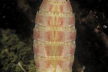 Biosphoto | 2602101 | Dragonfly larva (Odonata sp) in a pond just after moulting, city of Couffy, Loir et Cher, France | &copy; Bruno Guénard / Biosphoto