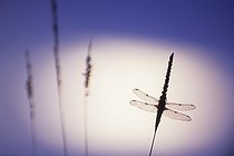 Biosphoto | 1136664 | Dragonfly on the lunar sky in Doubs Valley France  | &copy; Florent Cardinaux  / Biosphoto