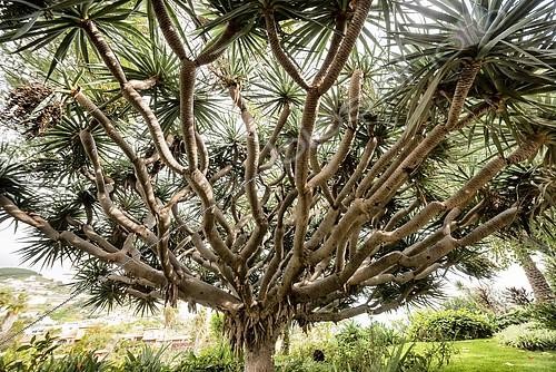 Biosphoto | 2101060 | Dragonnier (Dracaena draco) dans un parc, Caniço, Santa Cruz, Madère | &copy; Andreas Mechmann / imageBROKER / Biosphoto