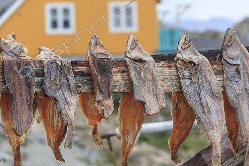 Biosphoto | 2614961 | Dried fish in front of a house, summer, Uummannaq, West Greenland, Greenland | &copy; Martina Melzer / imageBROKER / Biosphoto