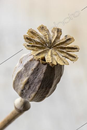 Biosphoto | 2303107 | Dried fruit of poppy flower | &copy; Yann Avril / Biosphoto