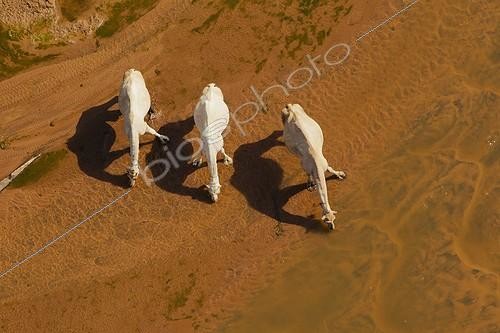 Biosphoto | 1381397 | Dromadaires s'abreuvant dans le Désert de Chalbi au Kenya | &copy; Martin Harvey / Biosphoto